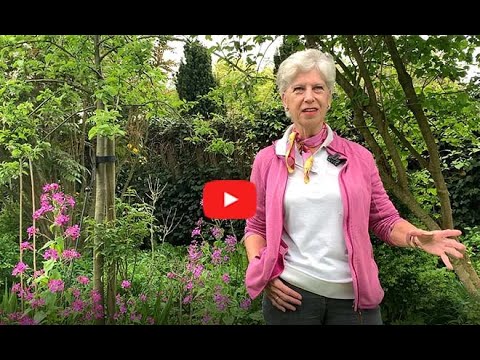 Groei & Bloei OpentuinTV: Marianne de Gier’s Tuin in Maarssen