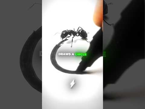 The Truth Behind The VIRAL Trapped Ant... 🤯🧠