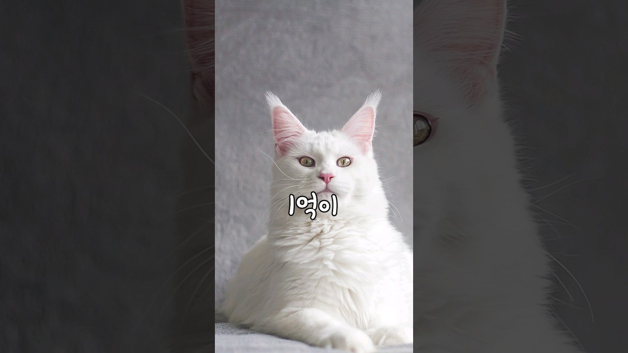 가장 비싼 고양이 TOP7 🐱