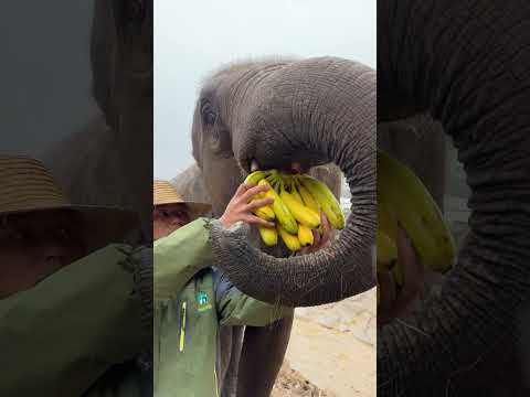 Record the life moments of elephants. Elephants eat bread. Wonderful animals.