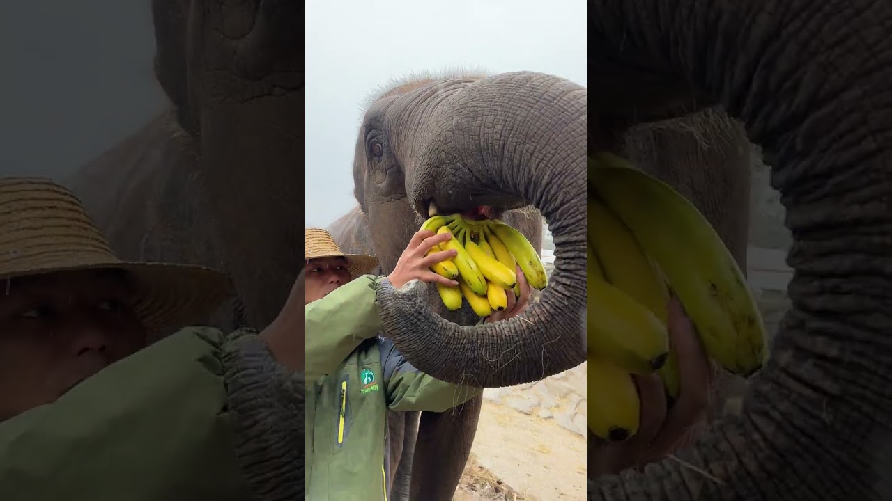 Documenting Elephant Life Moments and Their Unique Behaviors
