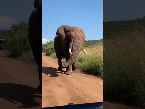 Elephant 🐘 short #video #shorts #funny #funnyanimal #elephant #animals #animalllover#youtubeshorts