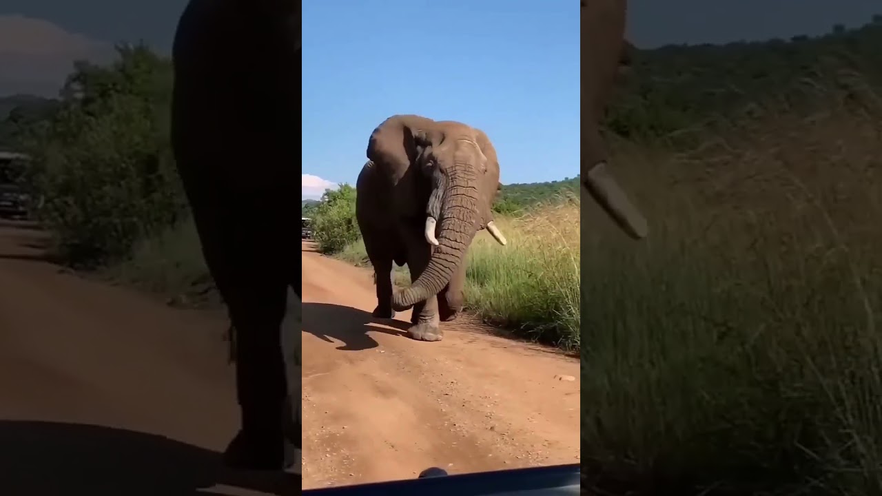Hilarious Elephant Moments 🐘 | Funny Animal Shorts
