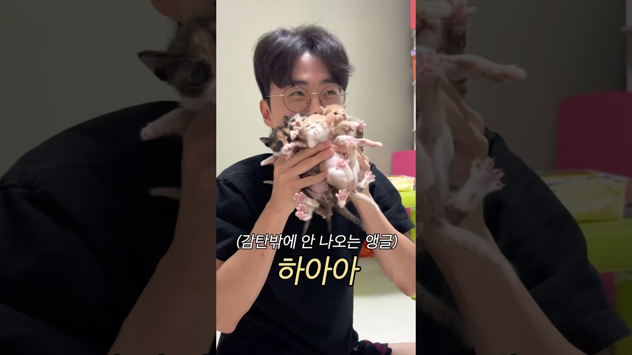 어미 고양이와 아기 고양이의 만남 🐱