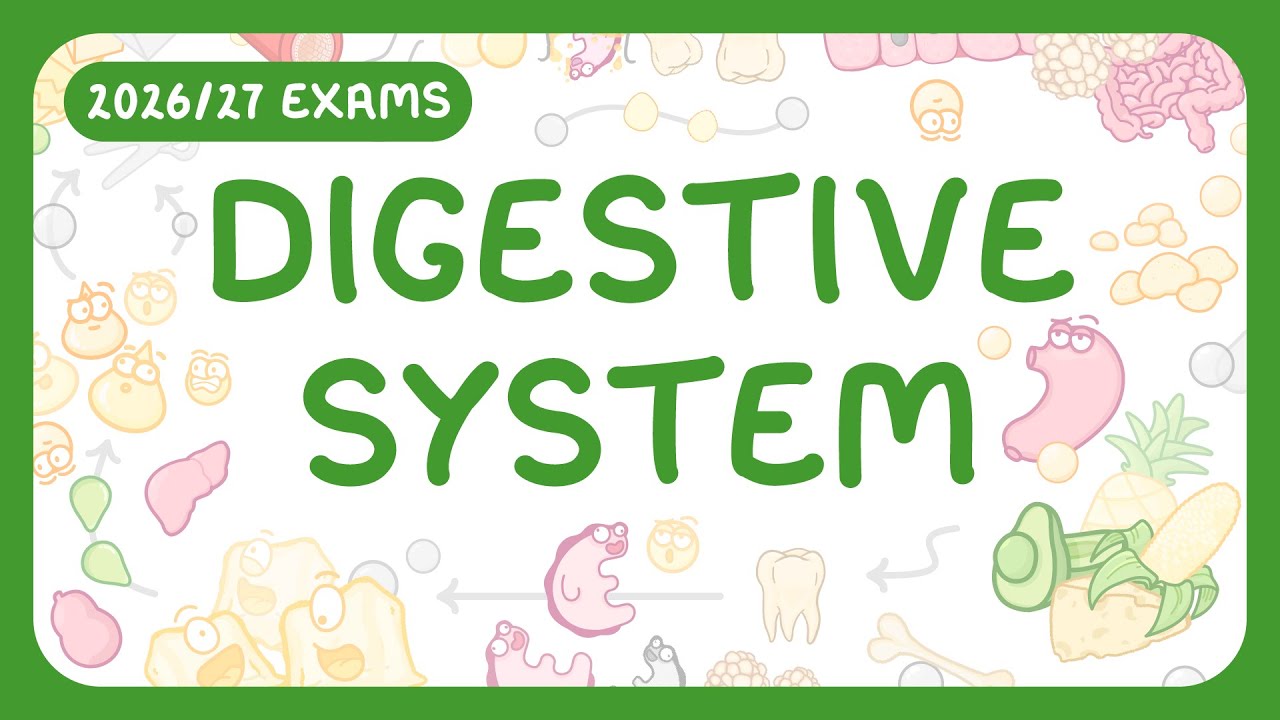 The Digestive System