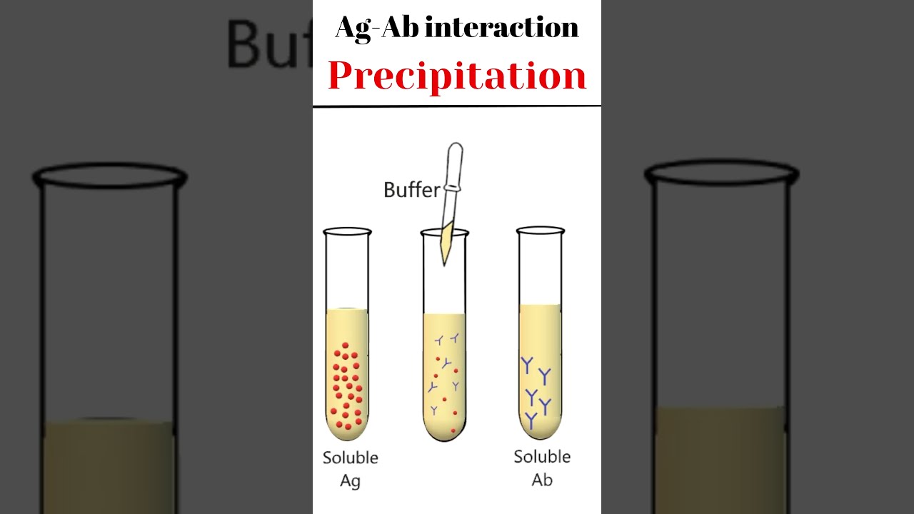 Antigen-Antibody Precipitation Animation π§¬