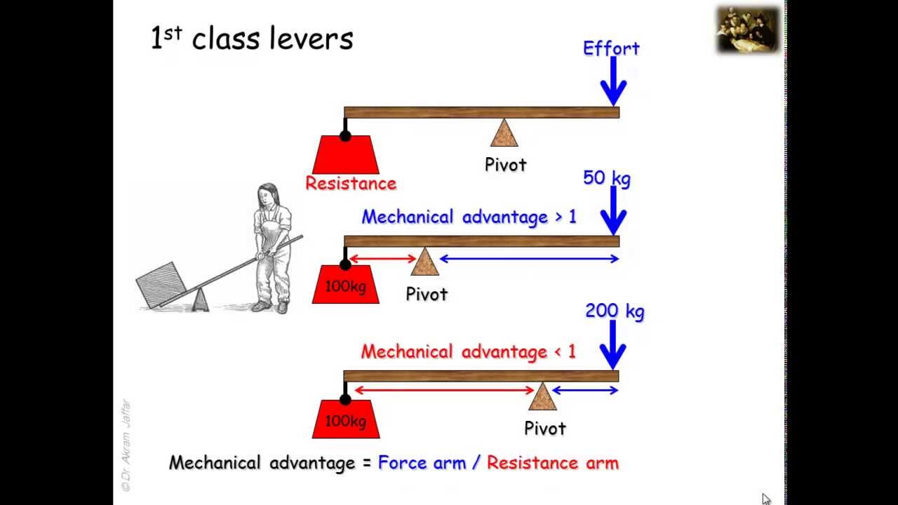 Lever Systems in the Human Body 🦴