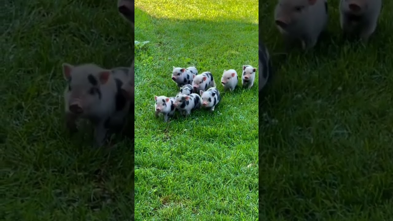 Adorable Baby Pigs 🐖