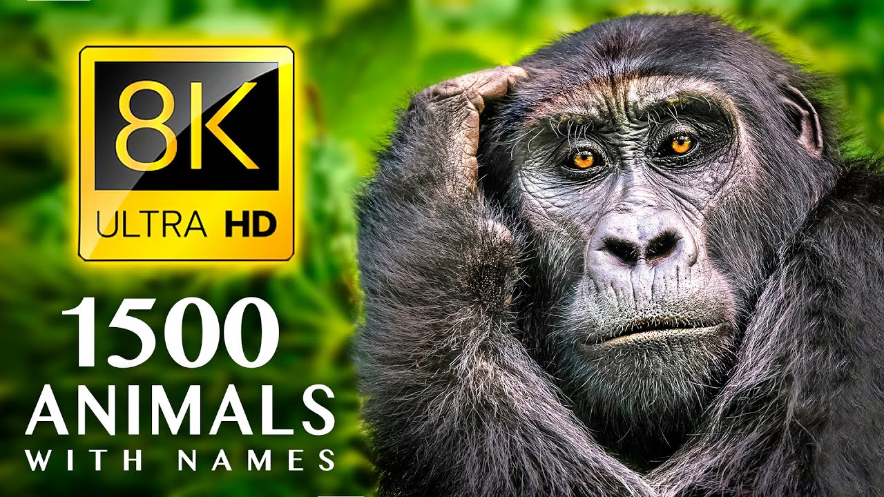 1500 Animal Names & Sounds in 8K 🐾