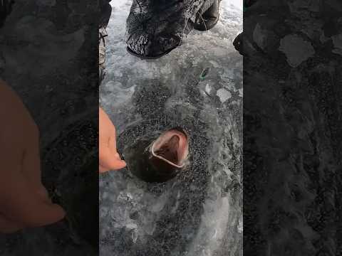 Завалил крупную щуку на жерлицы #щука #рыбалка #жерлицы #зимняярыбалка