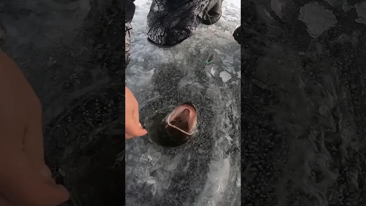 Удачная зимняя рыбалка: крупная щука на жерлицы 🎣