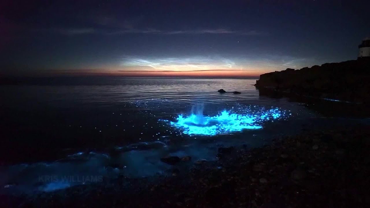 Magical Blue Glow of Plankton in Welsh Waters 🌊