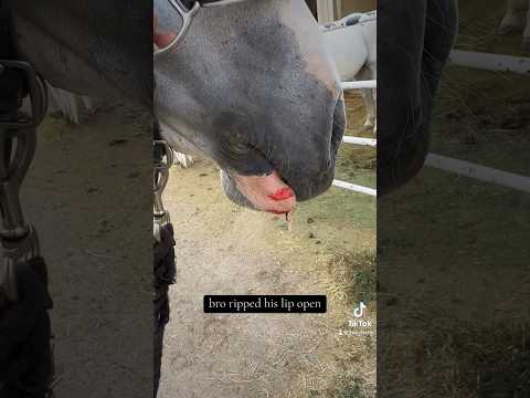 Horses. #horse #equestrian #fail #funny #meme #farmlife #update #haha #horsefail #equestrianfail