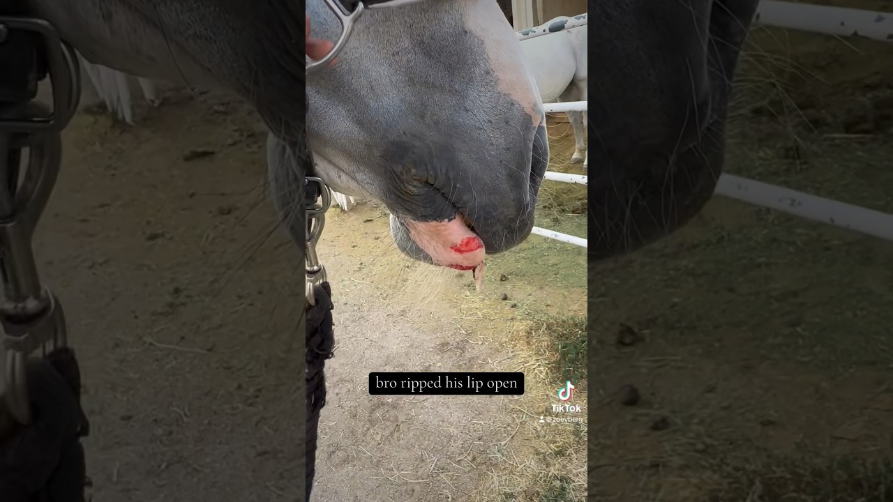 Horses: Equestrian Fails and Funny Moments