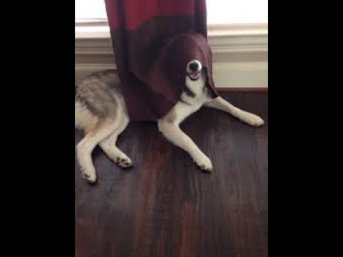 Steganography lab : Hiding in plain sight!