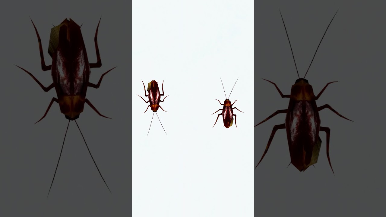 Cat Games: Cockroach, Fly & Ants for Cats 🐾