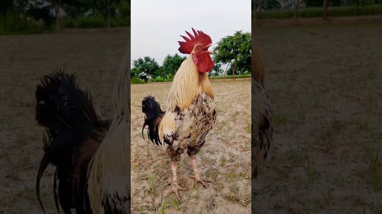 rooster crowing sound morning routine #rooster #birds #village