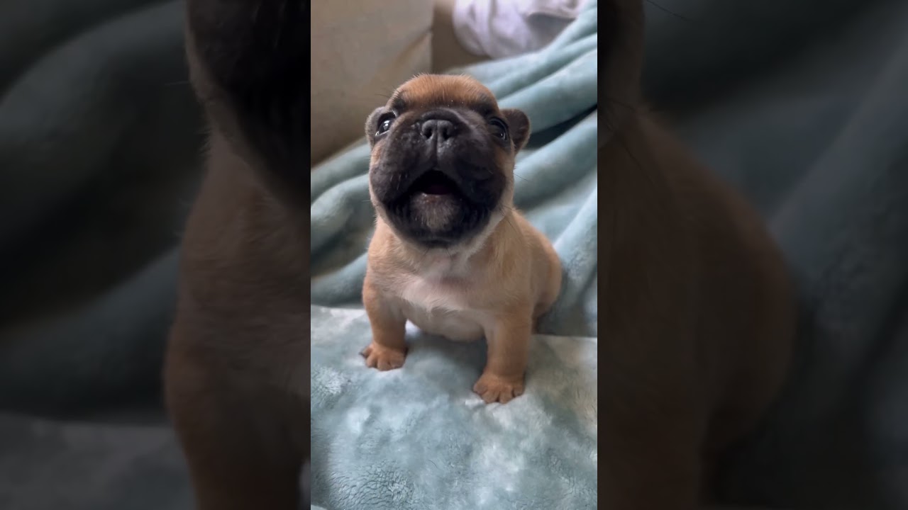 Berry's Heartwarming French Bulldog Journey 🐶