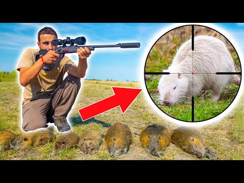 Je Chasse les Ragondins pour Cuisiner du Pâté, je tombe sur un Ragondin BLANC !