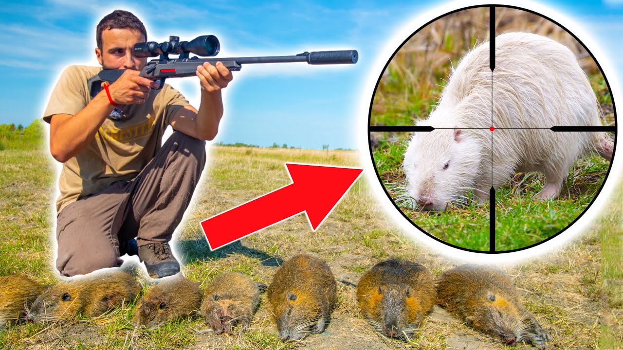 Chasse aux Ragondins : Une Surprise Inattendue avec un Ragondin Blanc 🦫