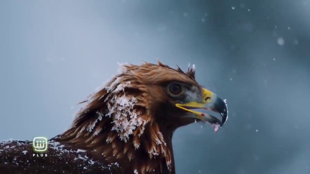 برنامج #PlanetEarth يعود بموسم جديد على #SHAHIDPLUS