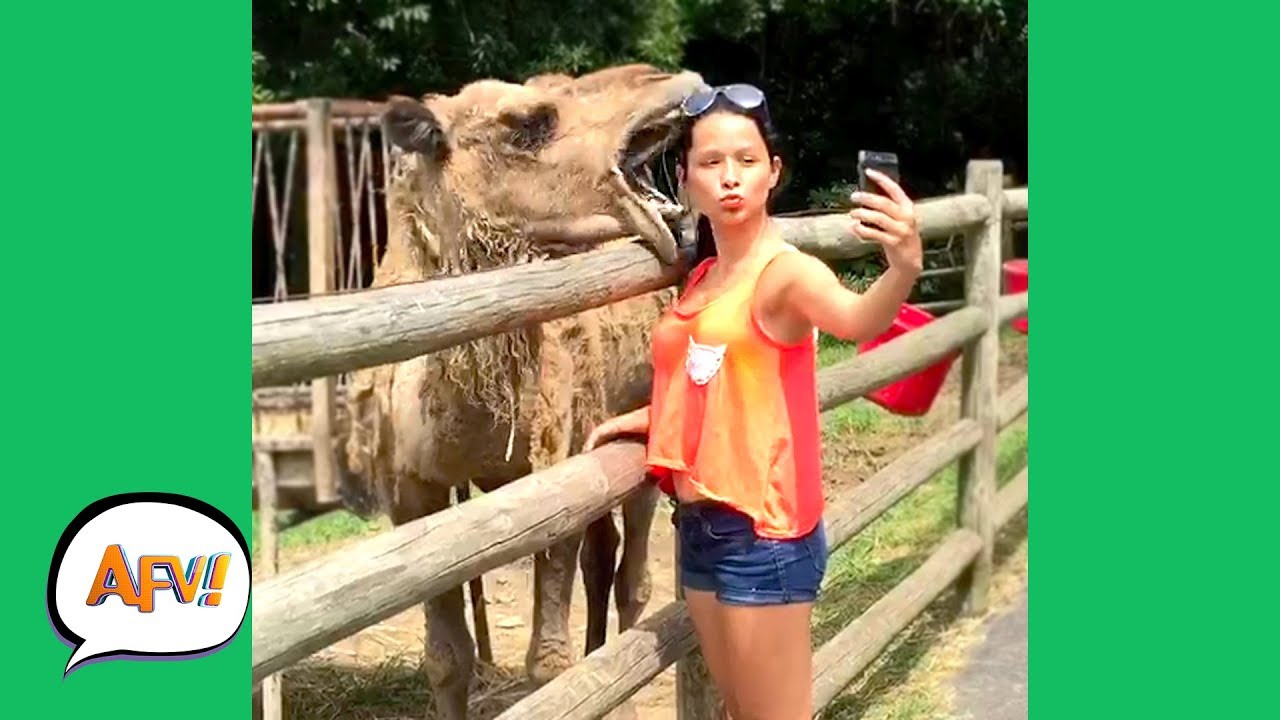 Unbelievable Animal Attacks! | AFV's Wildest Animal Moments