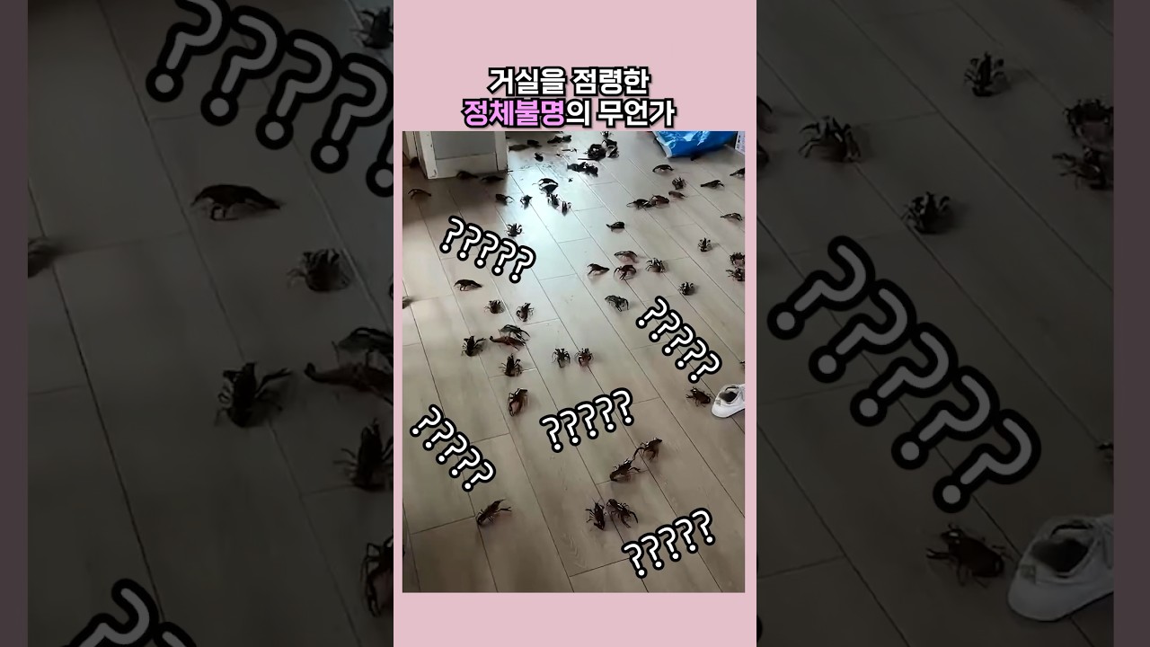 거실을 점령한 정체불명의 존재 👻