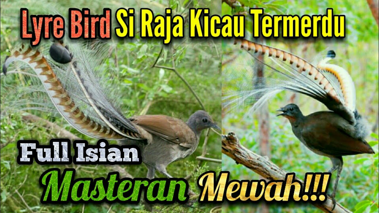 Lyrebird: Suara Kicau Termudah dan Terbaik 🌟