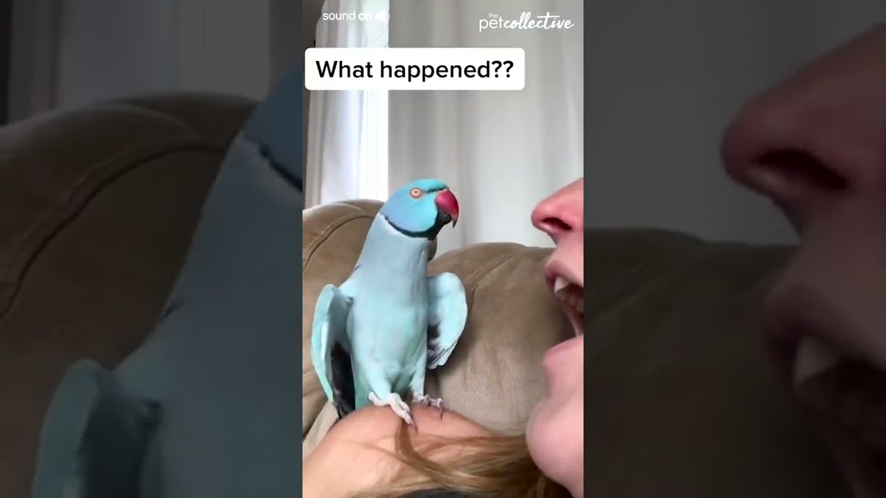 Adorable Parrot-Owner Friendship 🦜💕
