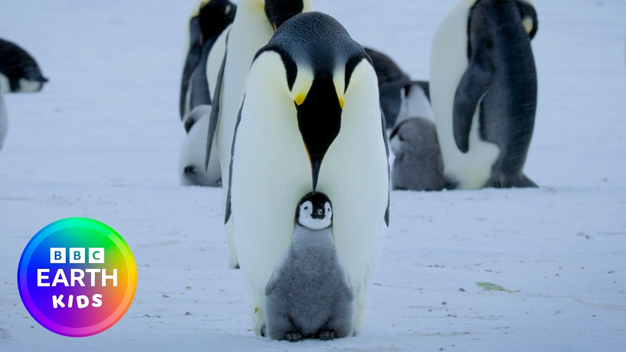 27 Minutes Of Cute Penguin Moments π§ | BBC Earth Kids