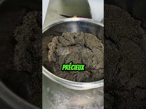 Extraction impressionnante de caviar sur un esturgeon ! 🐟💎