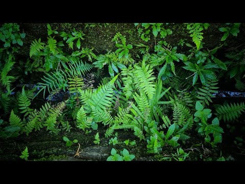 Amazing Tropical Garden in the DRAIN! #shorts