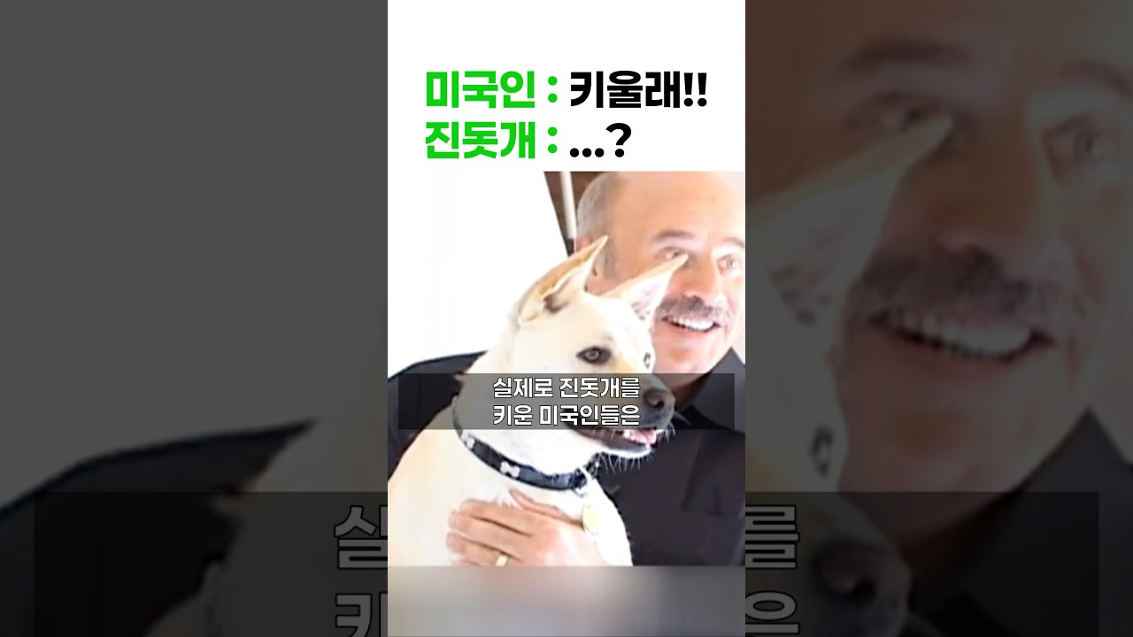 미국인들의 진돗개 사랑 🐶
