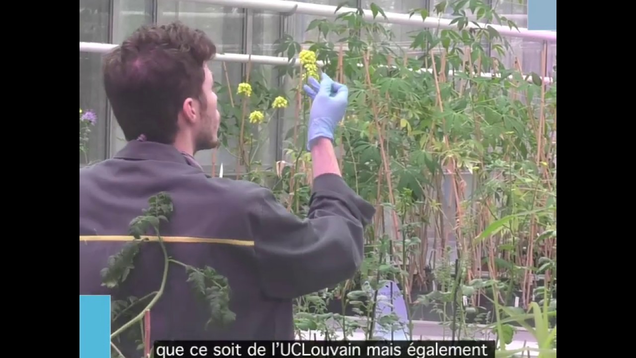 UCLouvain @ Home: Growth of Plants in Serres During Lockdown 🌱