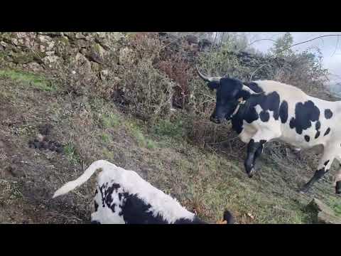 Esto marcha semana de nacimiento 