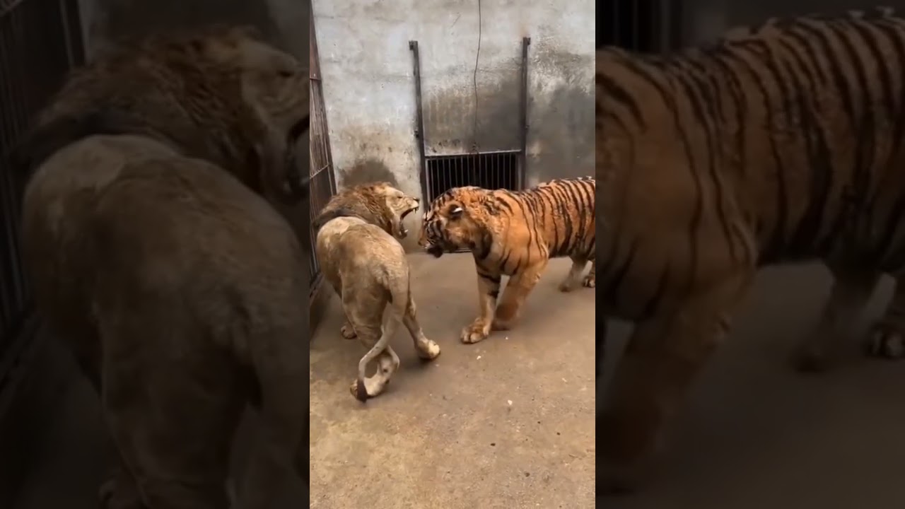 Discover the Exciting Tiger Bagh Shorts! 🐅 | Mojiul Vlog