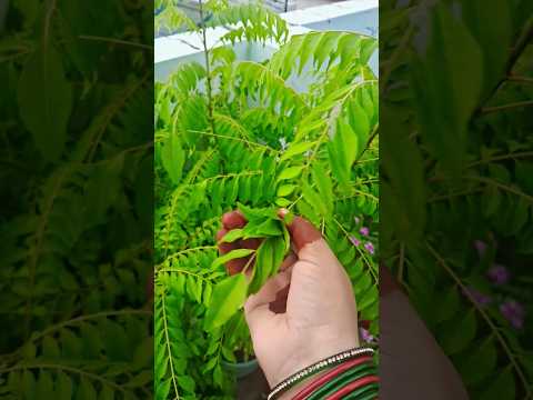рдмрд░рд╕рд╛рдд рдореЗрдВ рдХрдбрд╝реА рдкрддреНрддреЗ рдХреА рджреЗрдЦрднрд╛рд▓ рдХреИрд╕реЗ рдХрд░реЗрдВ ||рдХрдбрд╝реА рдкрддреНрддреЗ рдХреЗ рдлрд╛рдпрджреЗ ||#kadipatta #kadipattabenefit #plant