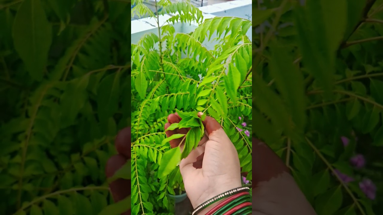 बरसात में कड़ी पत्ते की देखभाल और पौधे को घना बनाने के आसान तरीके 🌿