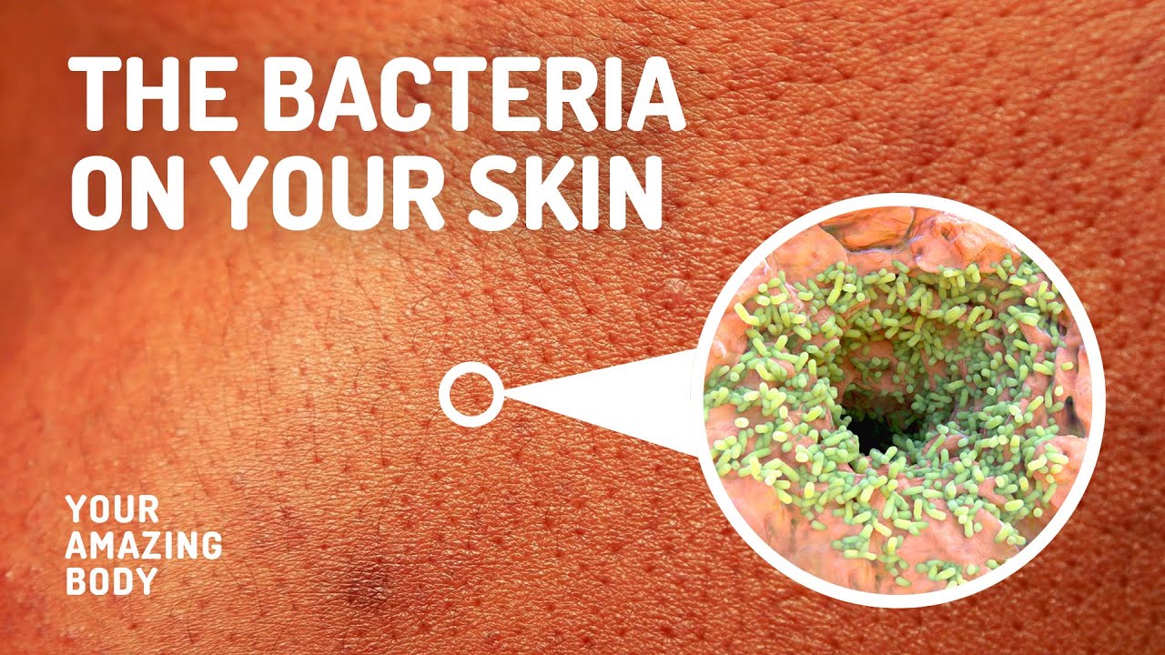 Bacteria Living on Your Skin 🦠