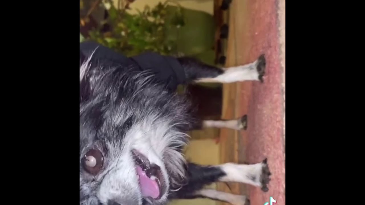 Can I Get an Awa Awa? 🐶