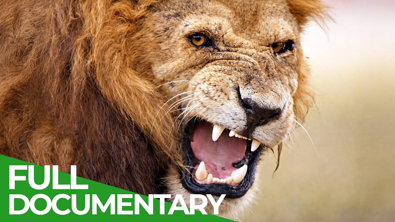 Survive the Wild: Nature’s Ultimate Battle 🌿