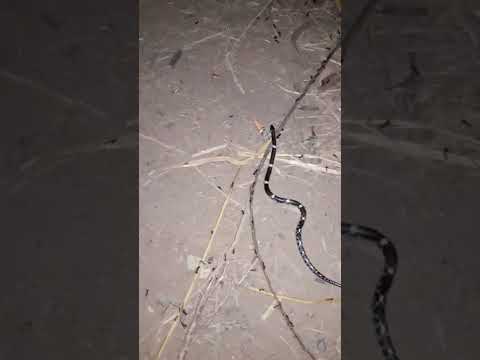 Indian Kalach Snake. #Kalach. #Shorts.