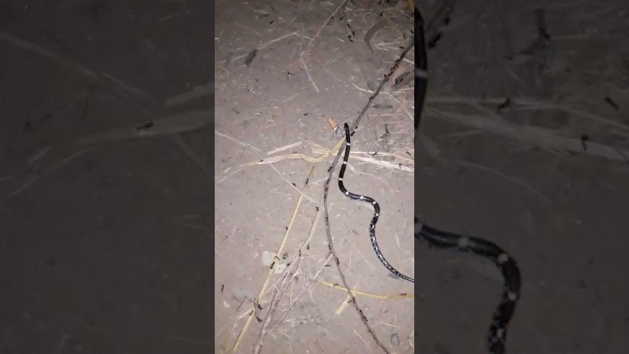 Discover the Mystique of the Indian Kalach Snake π | Short Documentary