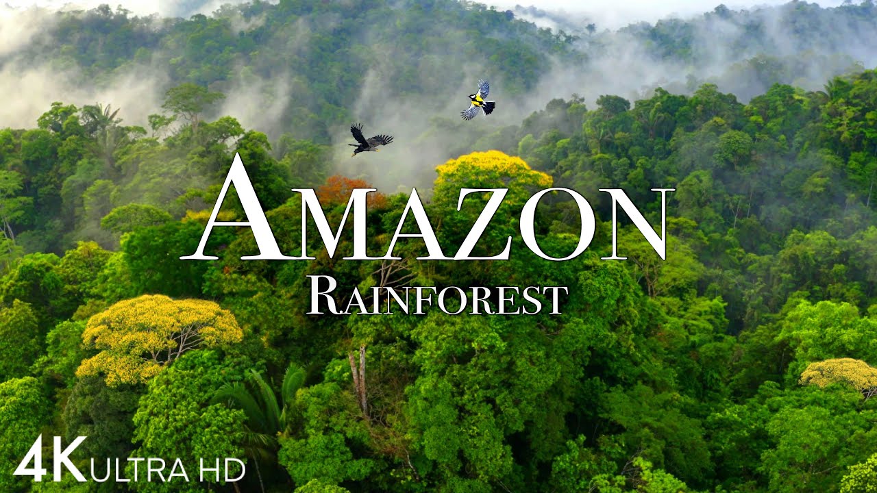 Amazon 4K: Explore the World's Largest Rainforest 🌿