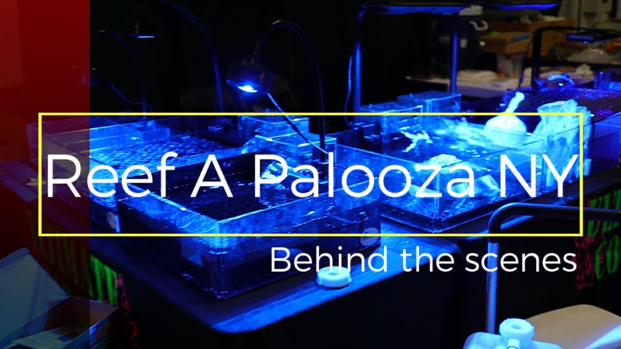 Reef A Palooza NY 2022: Behind the Scenes 🐠