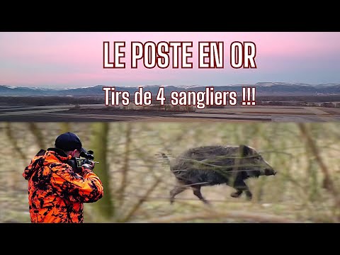 Tirs de 4 sangliers! Le poste en Or--Wildschwein Druckjagt/Wildboar Hunt