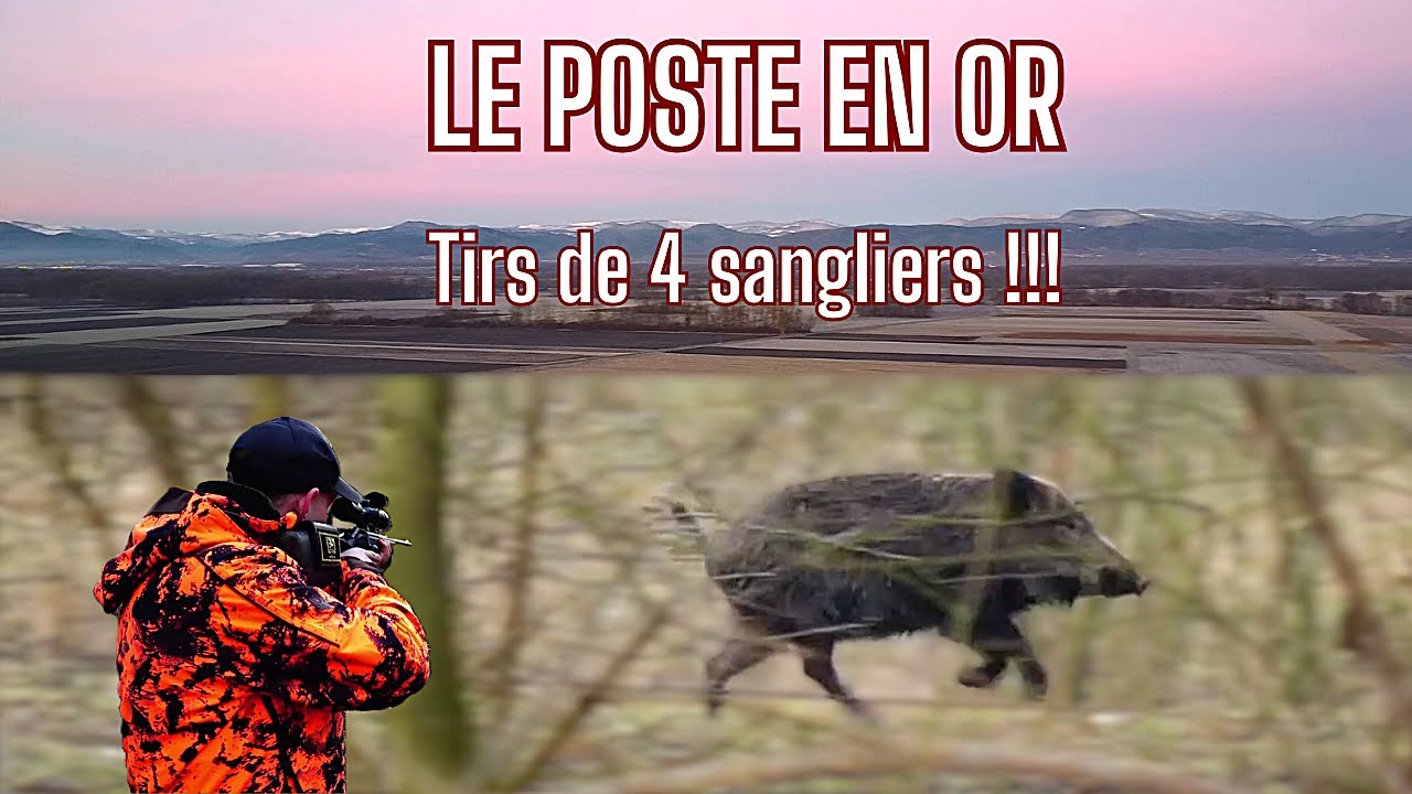 Chasse aux Sangliers en Alsace : Tirs Spectaculaires 🦌
