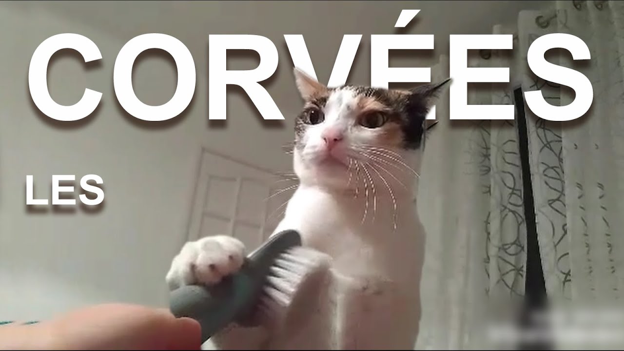 Les Corvées - Parole de Chat 🐾