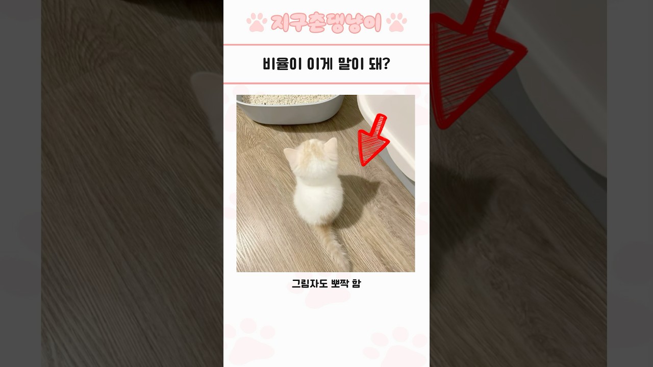 심쿵사 주의 귀여운 동물 모음 72🐾