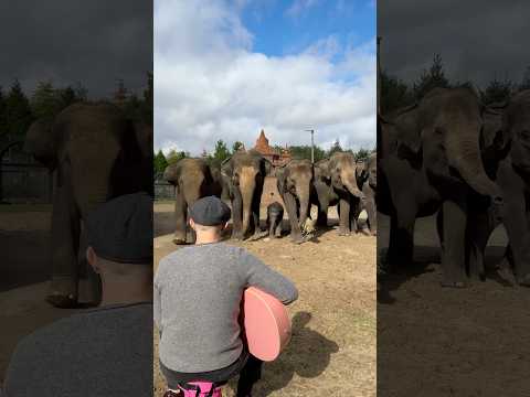 When they start Singing 😭❤️🩹 Merci @pairidaizaofficial pour l’accueil 🫶